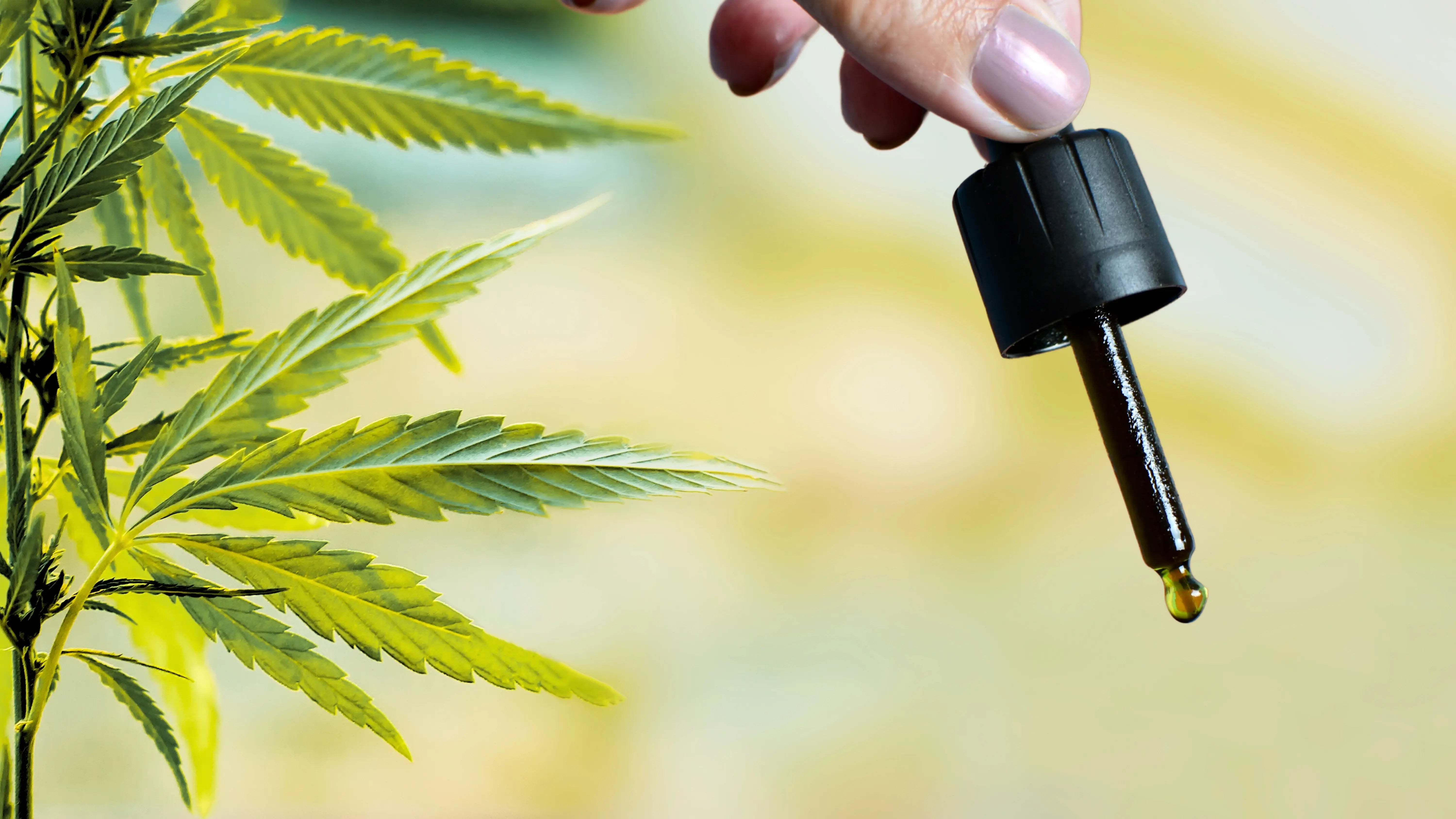 CANNABIS FOR INDIA